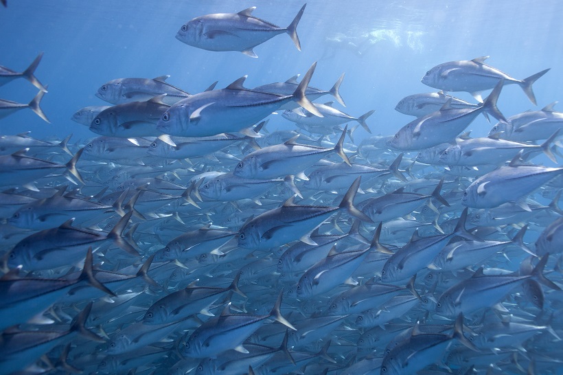 Ocean Oxygen