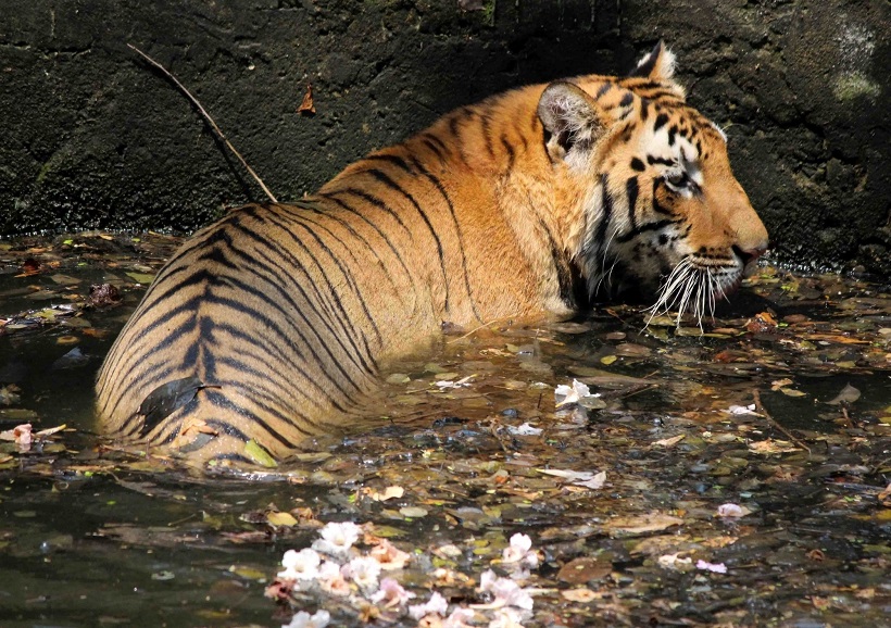 Reintroduce Tigers