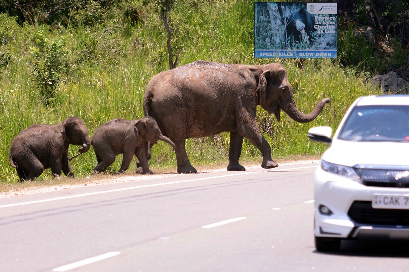 Wild elephants cross the elephant pass on Colombo-Trincomalee road of Sri Lanka, (File Photo: Xinhua/Gayan Sameera)(dh)