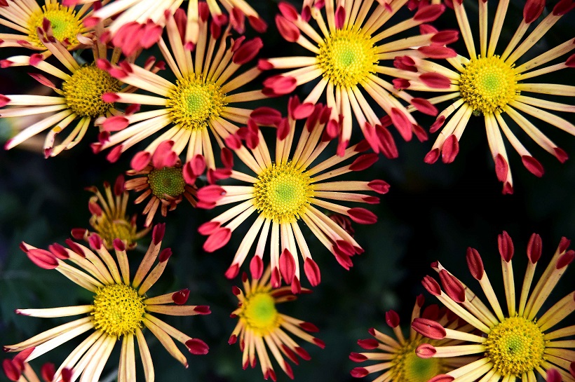 chrysanthemum