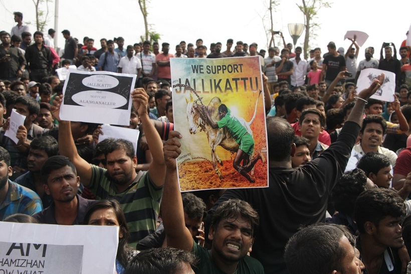 Jallikattu