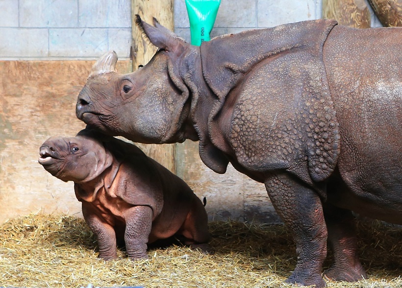 Rhinoceros