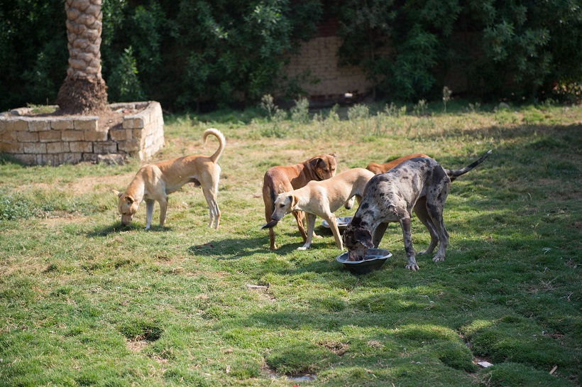 Street Dogs